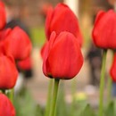 Raudonos tulpės