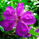 Violetinė gėlytė