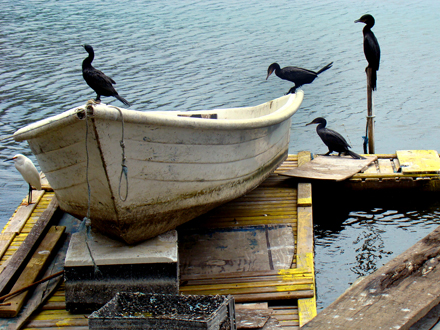 Paukščiai ant valties