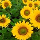 Saulės gėlės