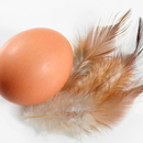 Kiaušinis su plunksnomis