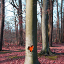Širdis medyje