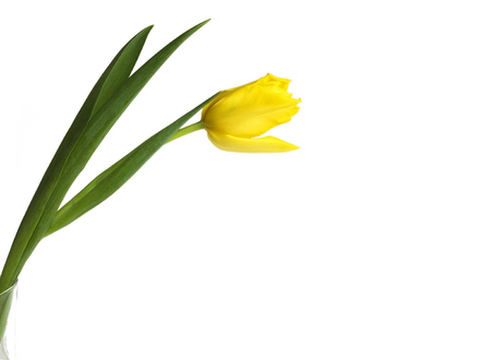 Geltona tulpė