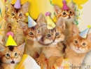 Kačiukai miauksi gimtadienio dainelę :)